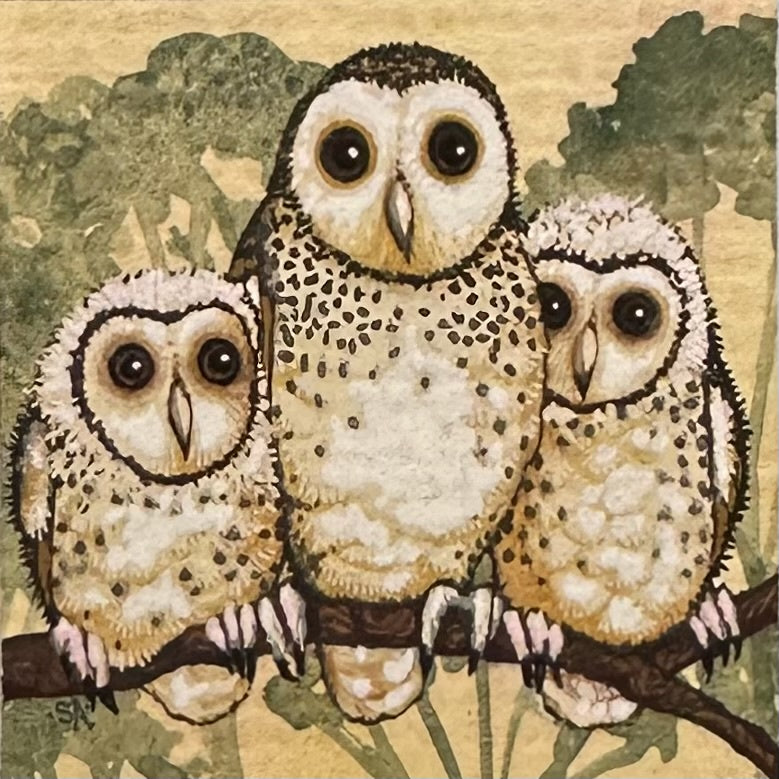 Barn Owl - Spring 2025