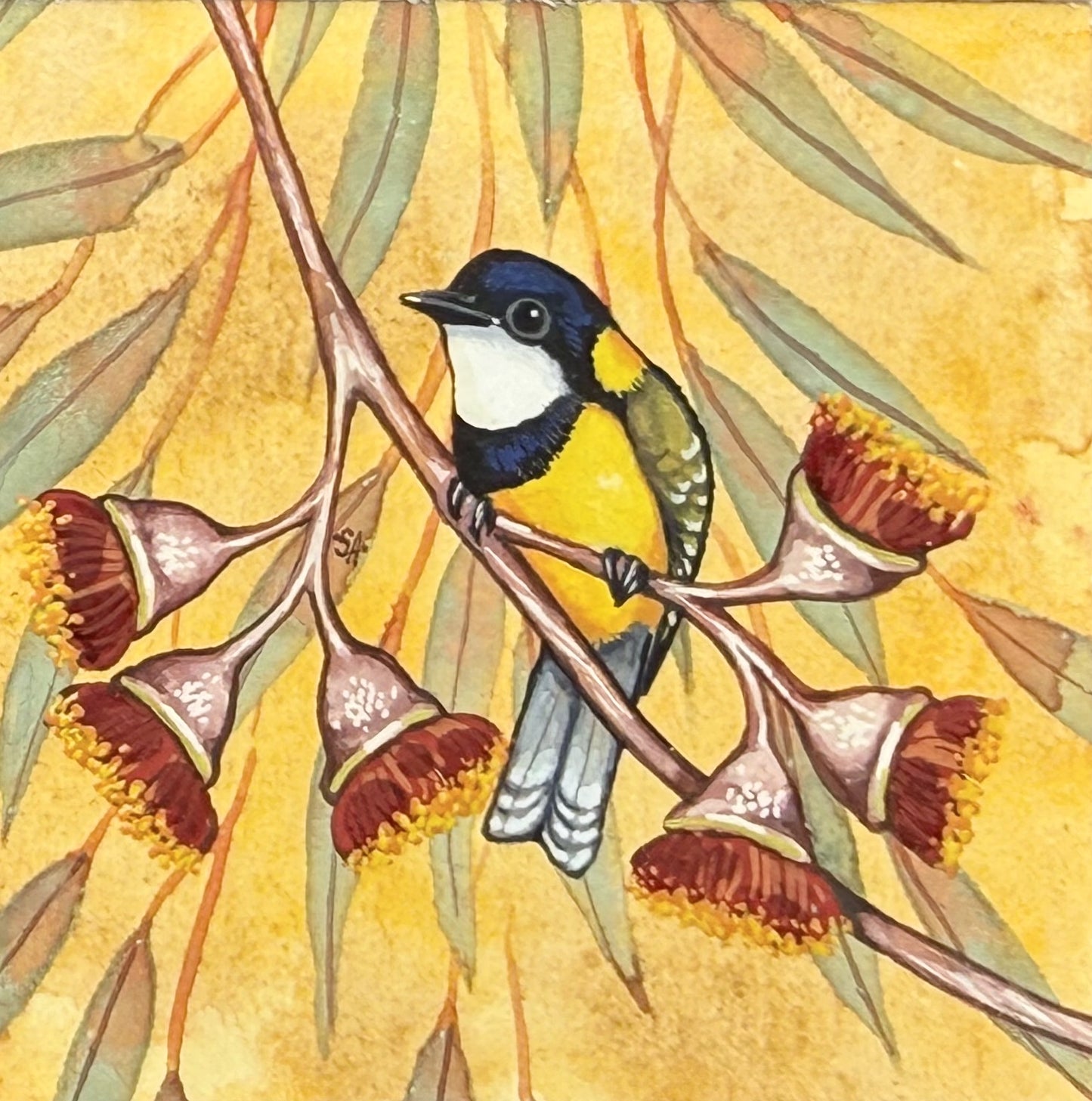 Golden Whistler - Spring II 2025