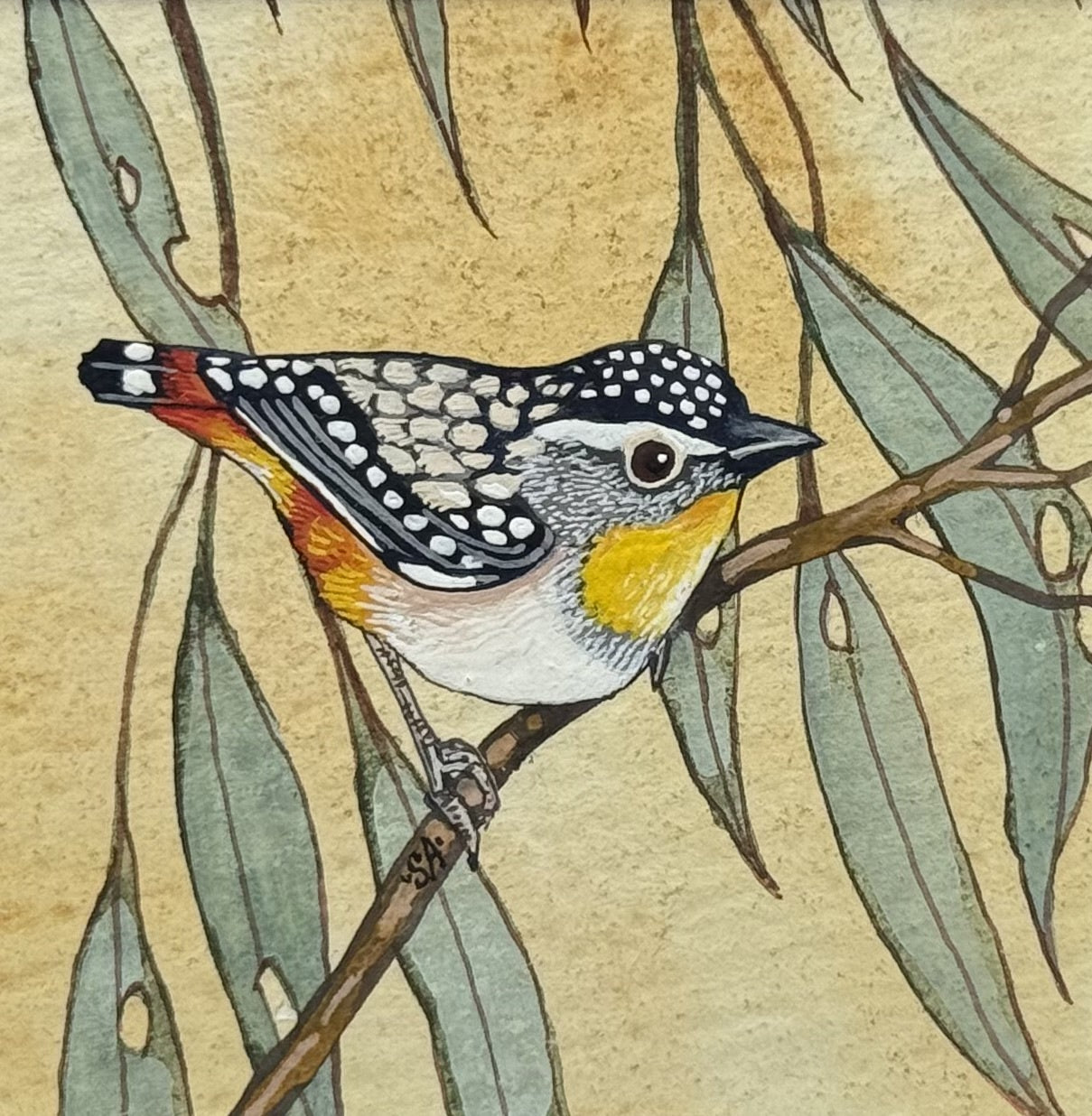 Spotted Pardalote - Spring II 2025