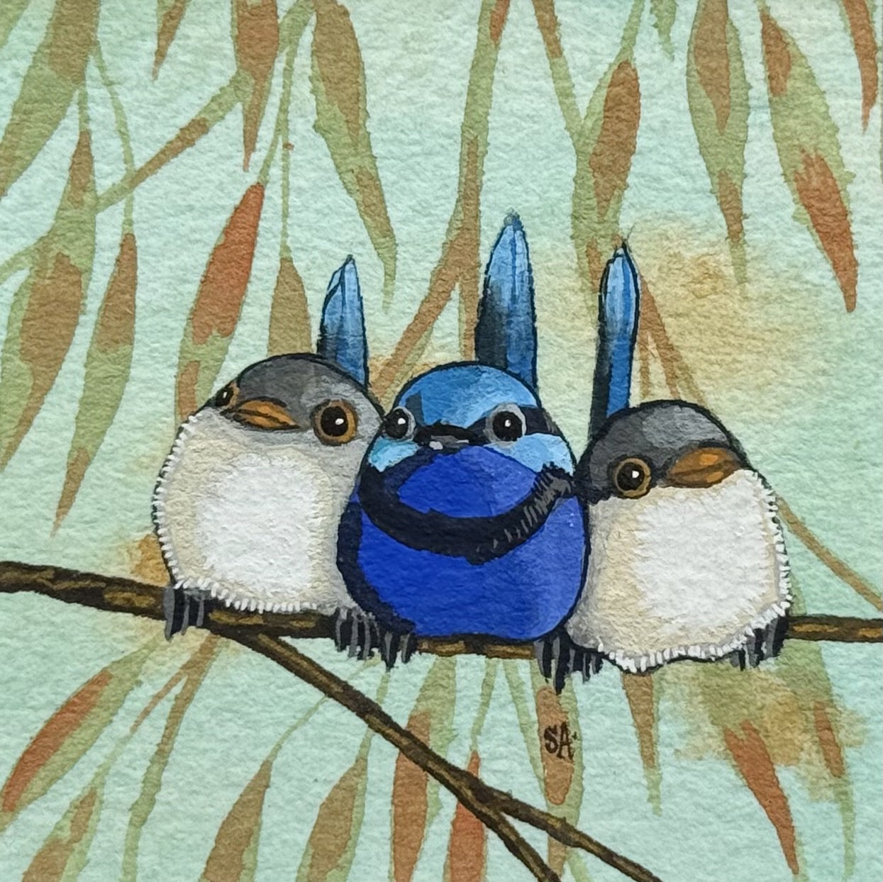 Splendid Fairy Wren - Summer 2025