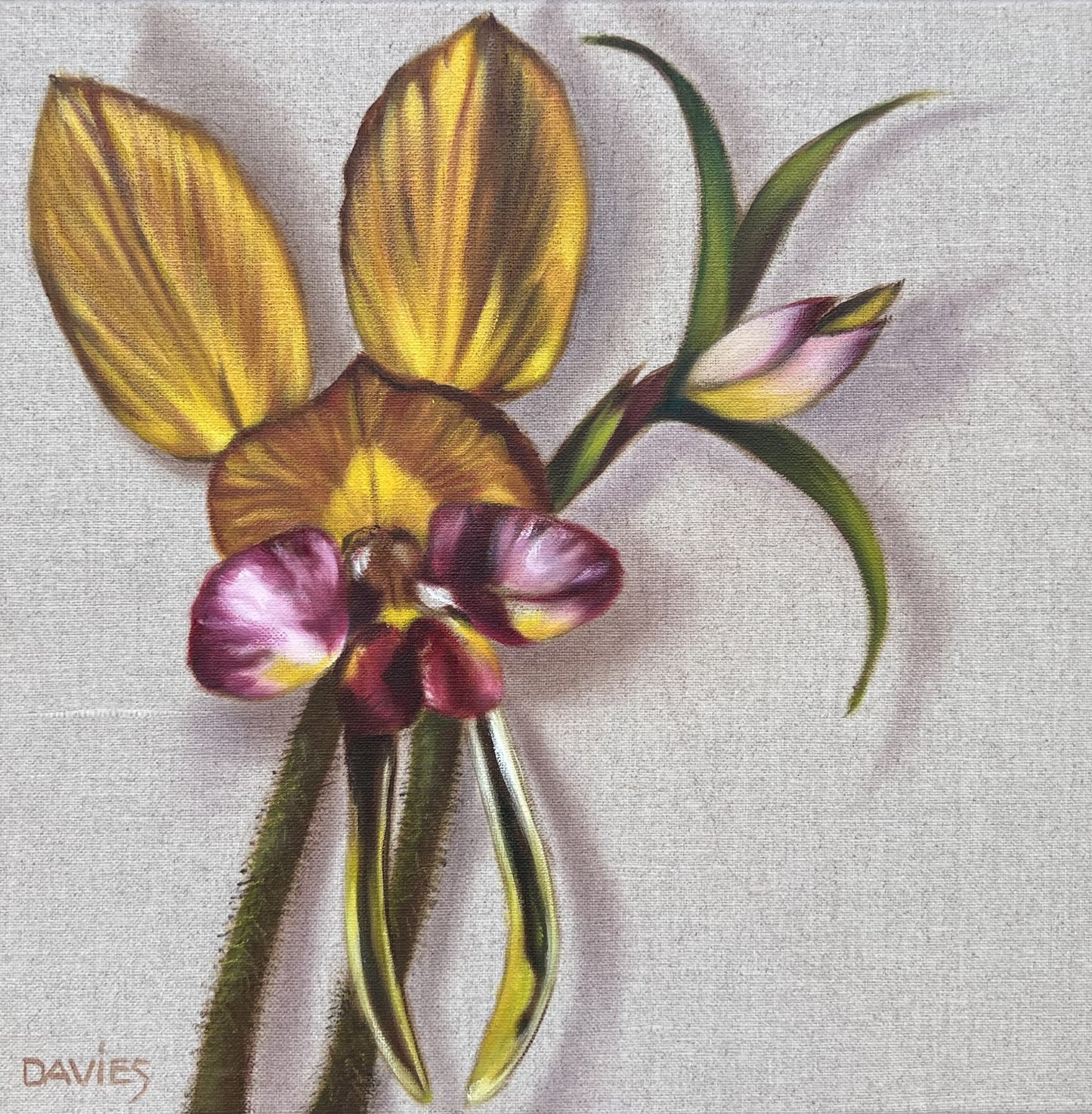 Dunsborough Donkey Orchid
