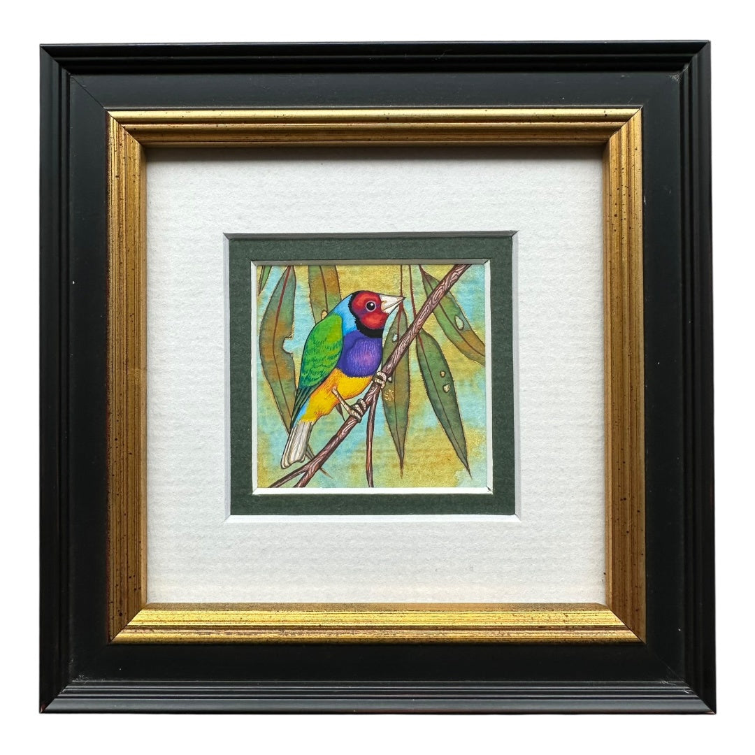 Gouldian Finch - Winter 2025