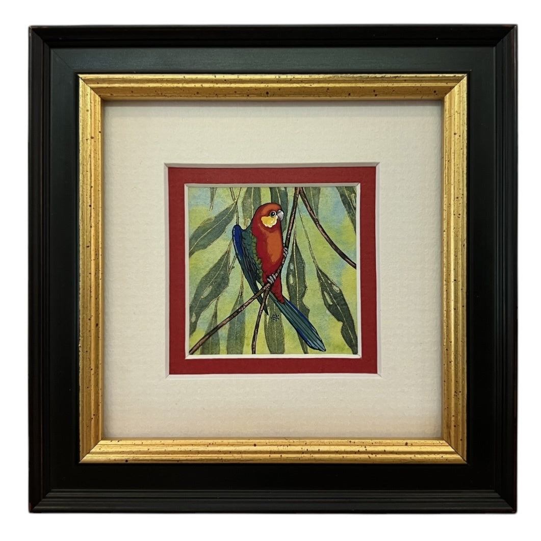 Western Rosella - Summer