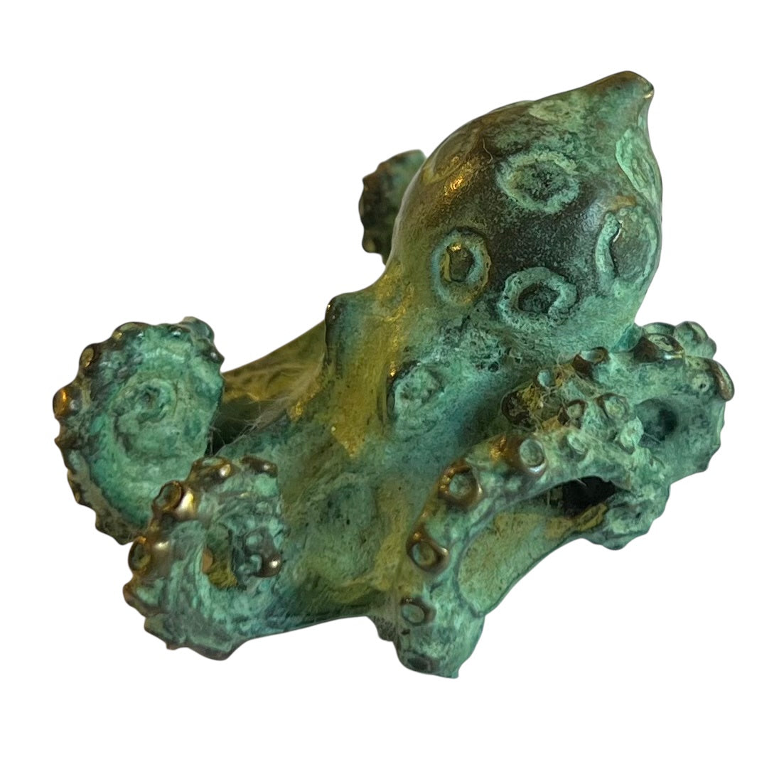 Blue Ringed Octopus 27/50