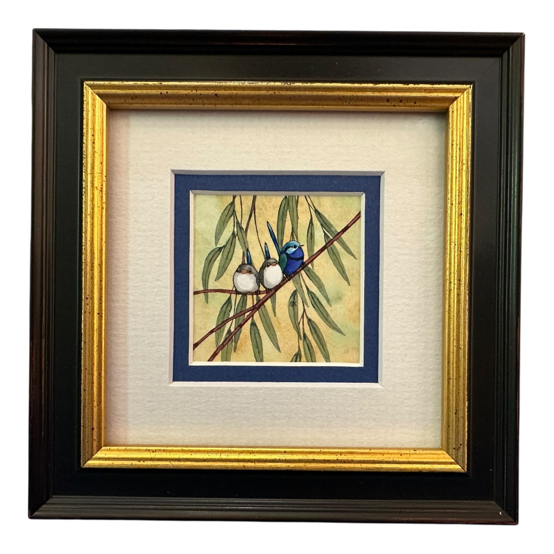 Three Splendid Fairy Wren - Autumn 2025 (2)