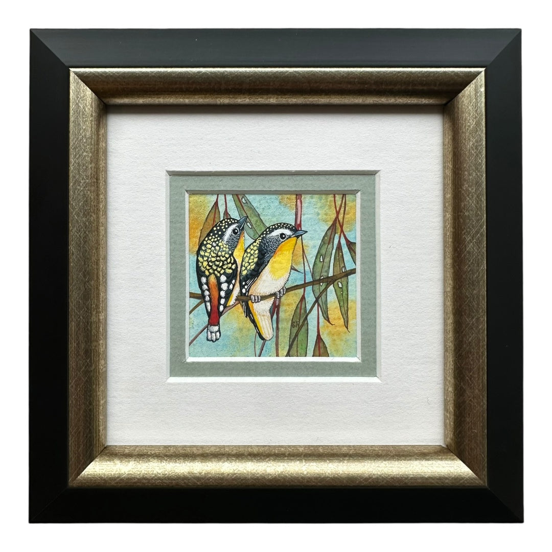 Spotted Pardalote - Winter 2025