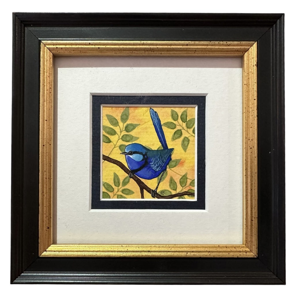 Splendid Fairy Wren F