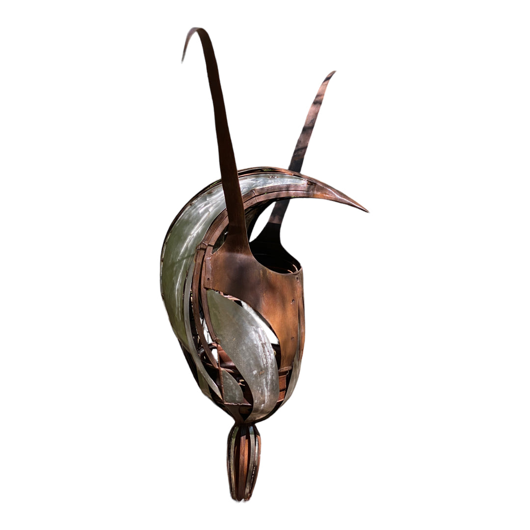 Hatonii - Brown Vein Shell Orchid
