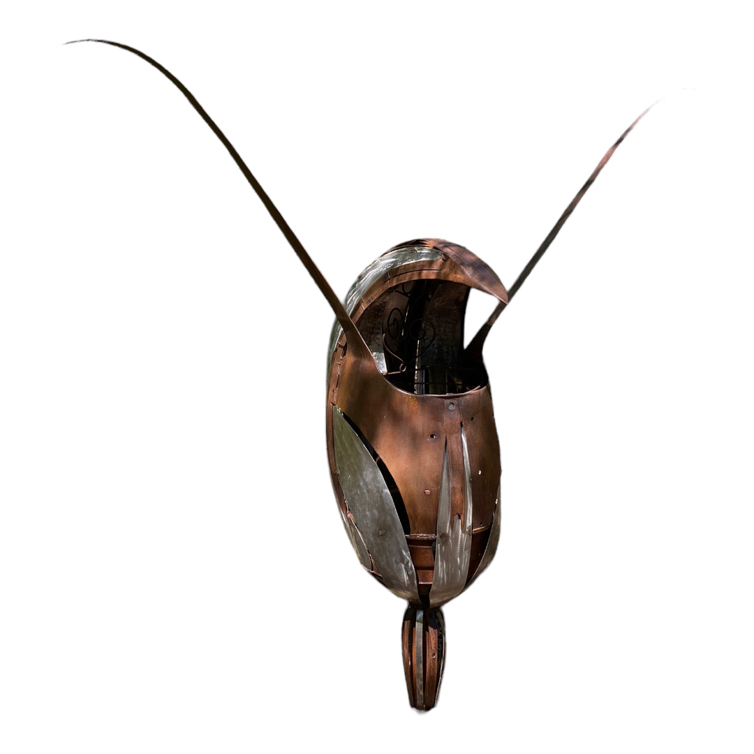 Hatonii - Brown Vein Shell Orchid