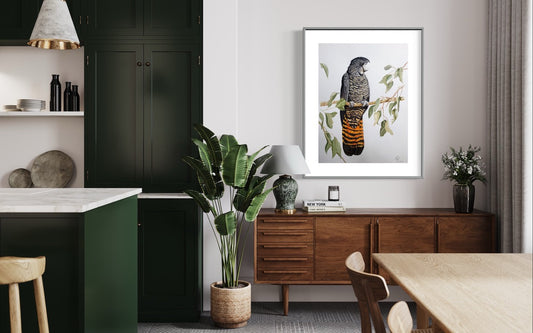 Female Red Tailed Black Cockatoo