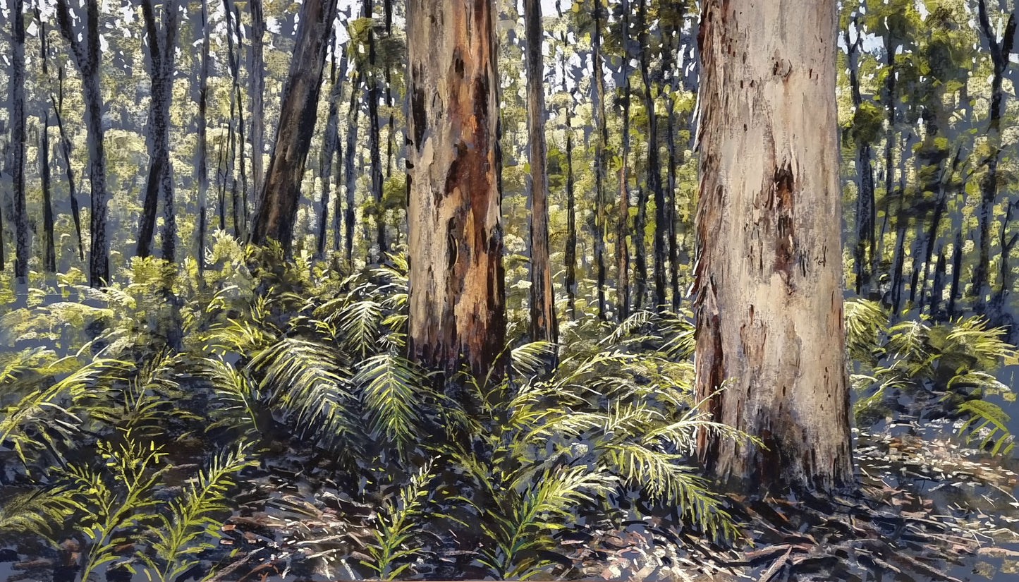 Boranup Forest, Light Between the Karri Giants