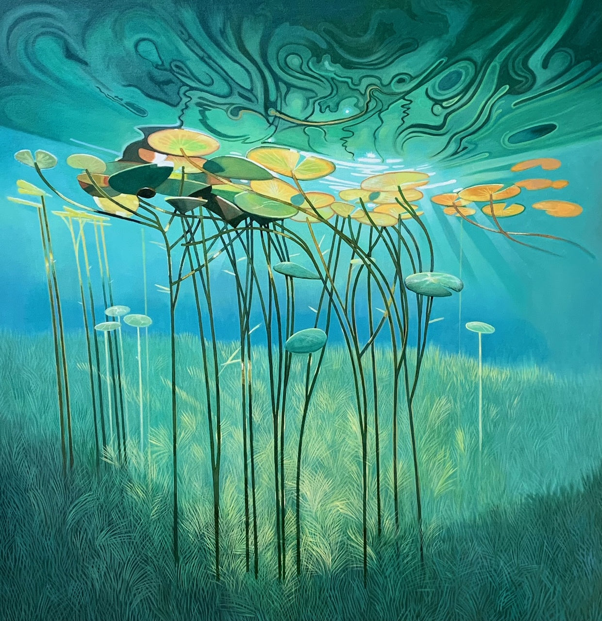Nymphaea