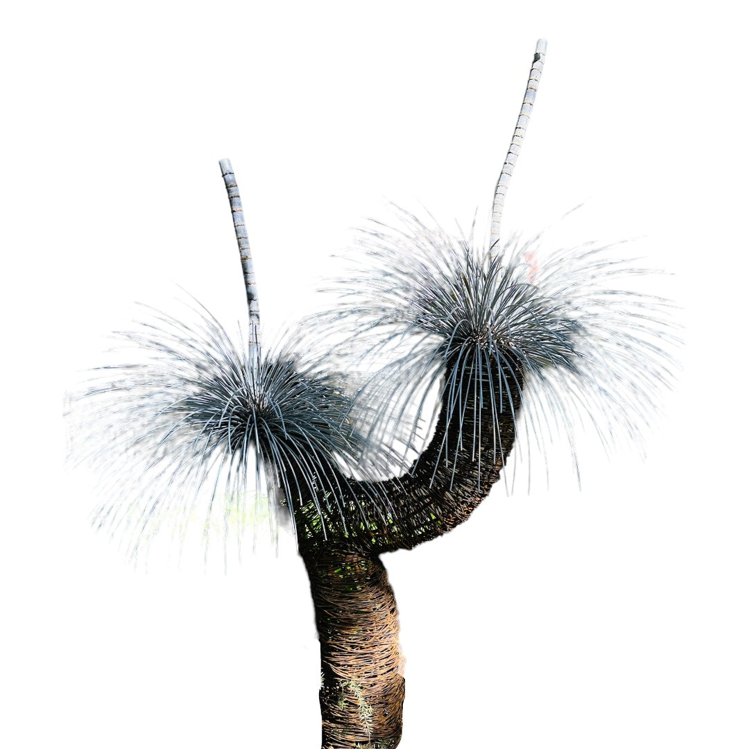 Grass Tree Sculpture I