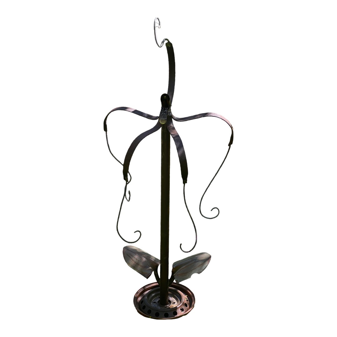 Spider Orchid