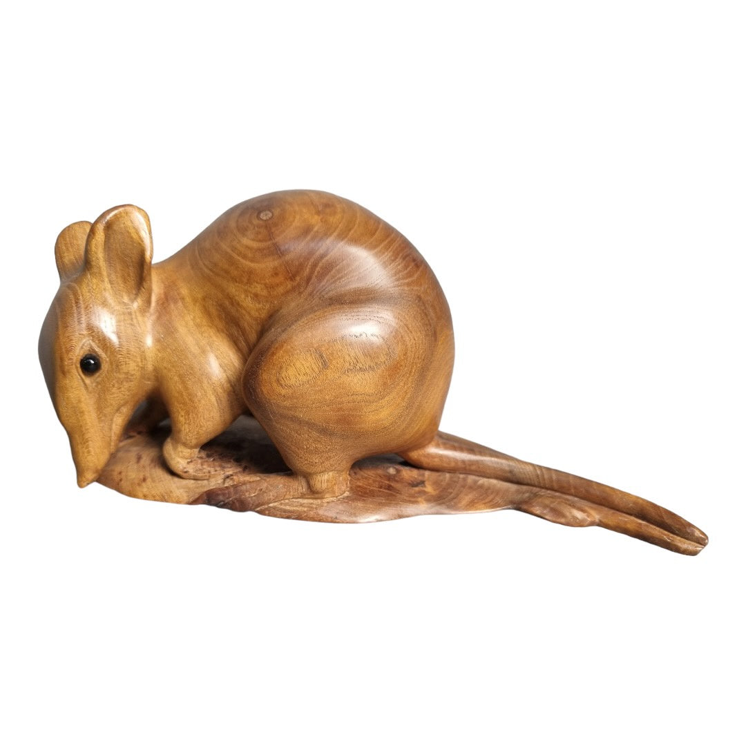 Banded Bandicoot - Exhibition Nov 2023