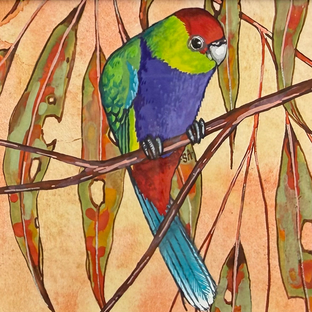 Red Capped Parrot - Navy, Spring 2026