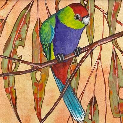 Red Capped Parrot - Navy, Spring 2026