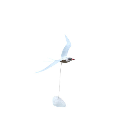 Arctic Tern Frequent Flyer