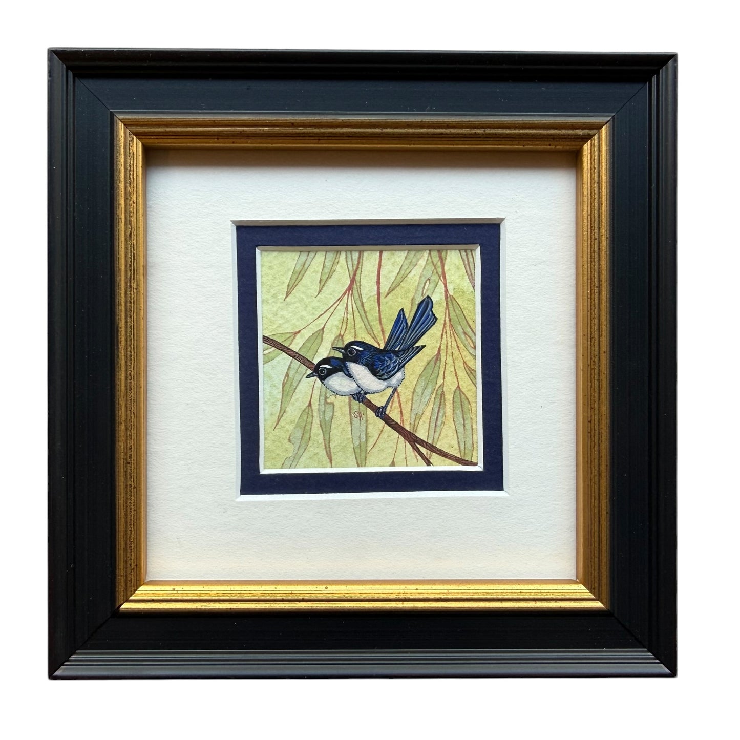 Willy Wagtail Duo - Navy Blue 2026