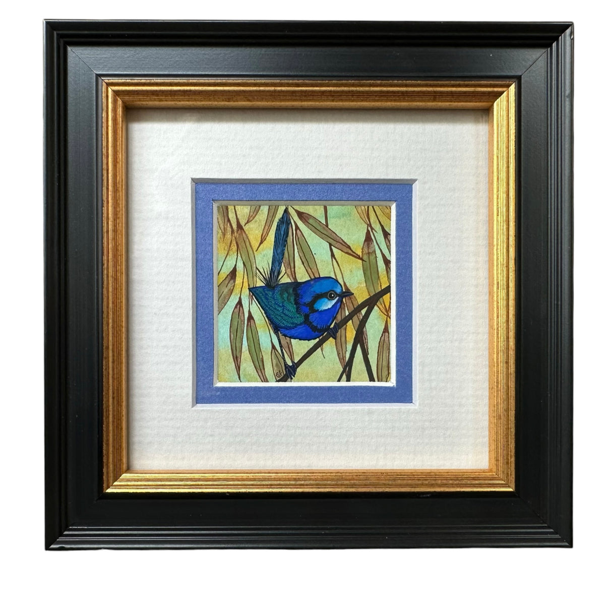 Splendid Fairy Wren - Right Facing, Spring 2026