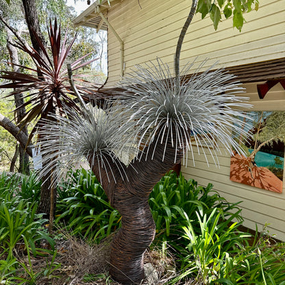 Grass Tree III