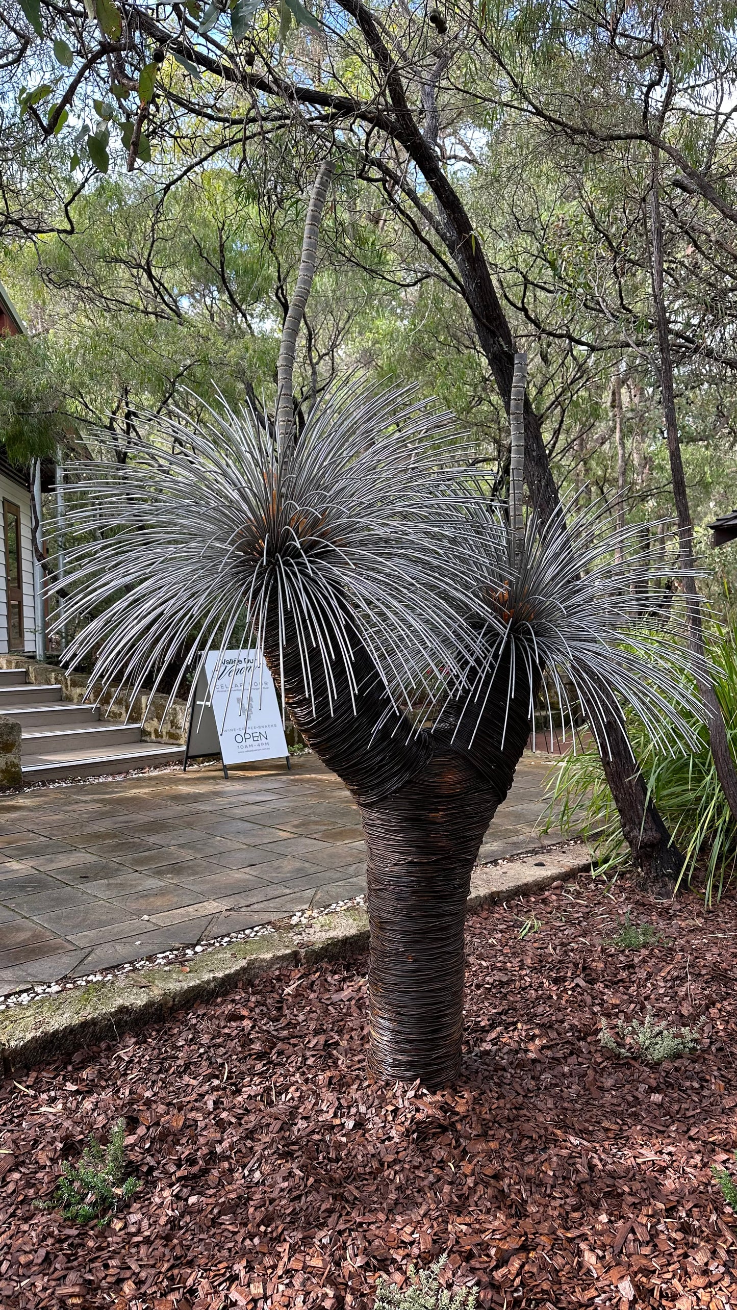 Grass Tree XVI
