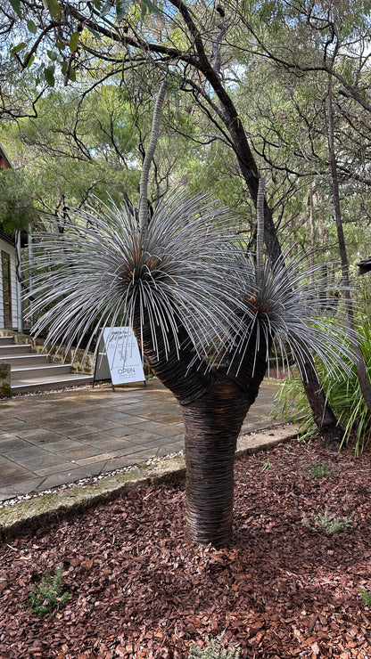 Grass Tree XVI