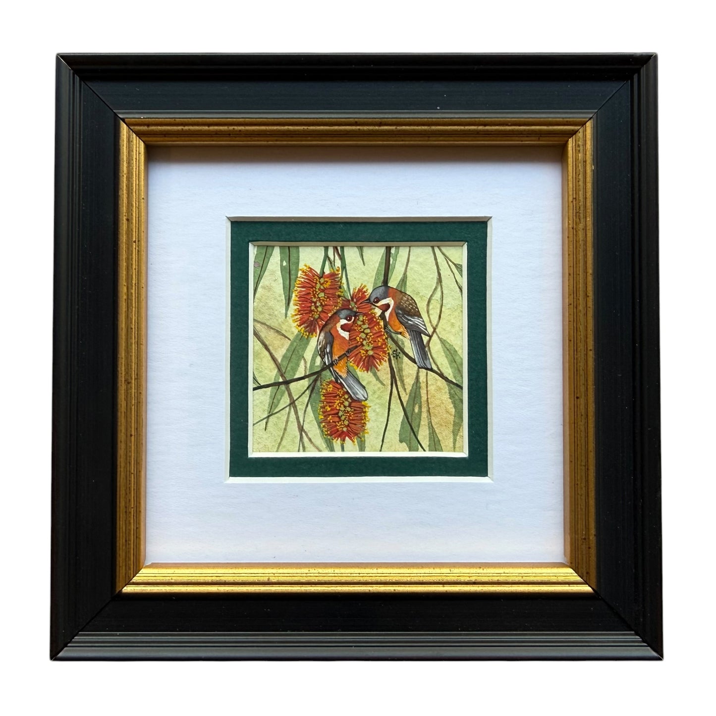 Western Spinebill Duo - Forest Green 2026