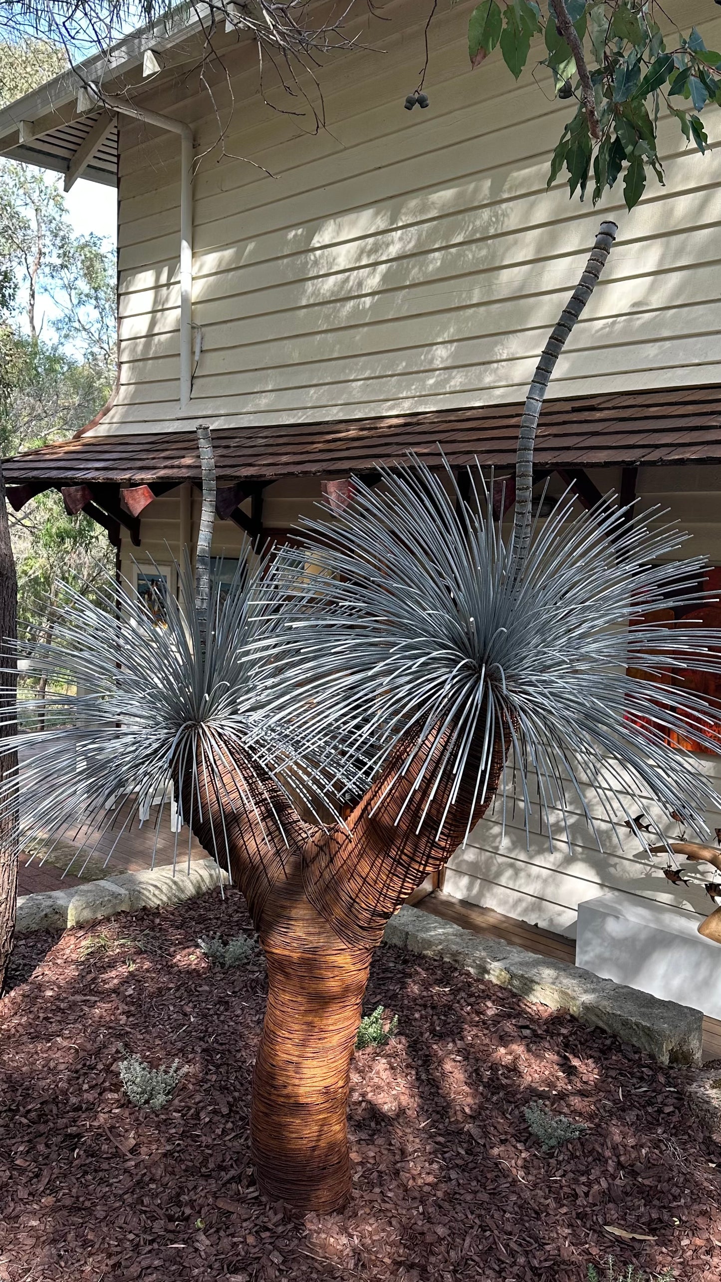 Grass Tree XV