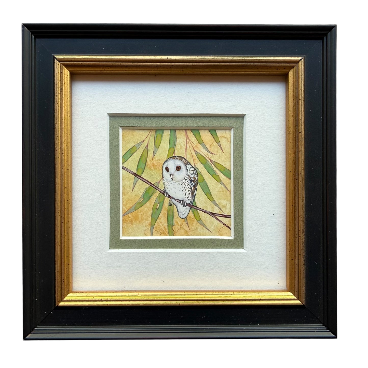 Barn Owl Looking Left 2026