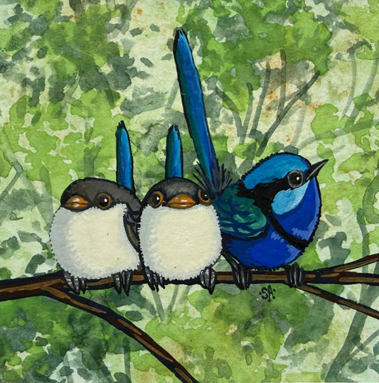 Splendid Fairy Wren Trio - Forest Green 2026