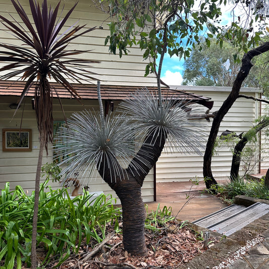 Grass Tree XIV
