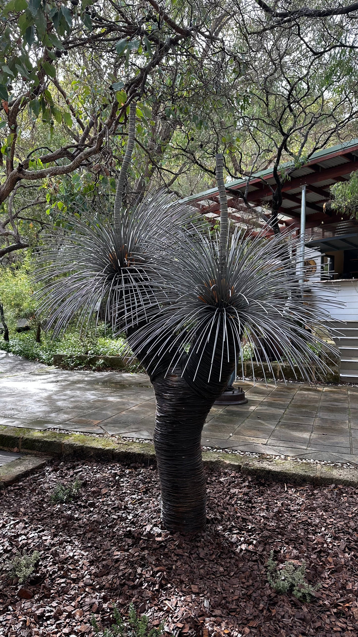 Grass Tree XVI