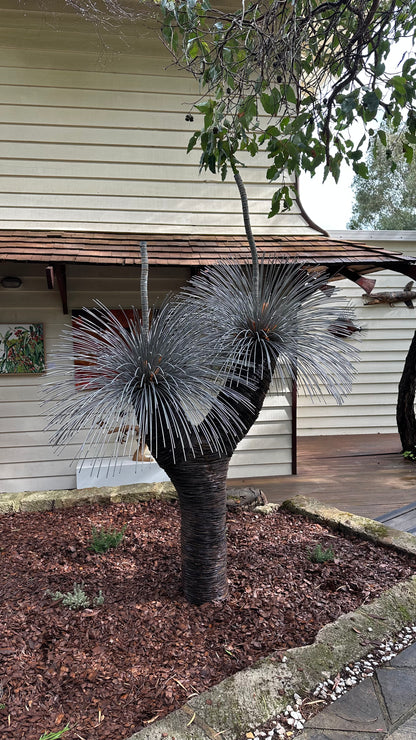 Grass Tree XVI