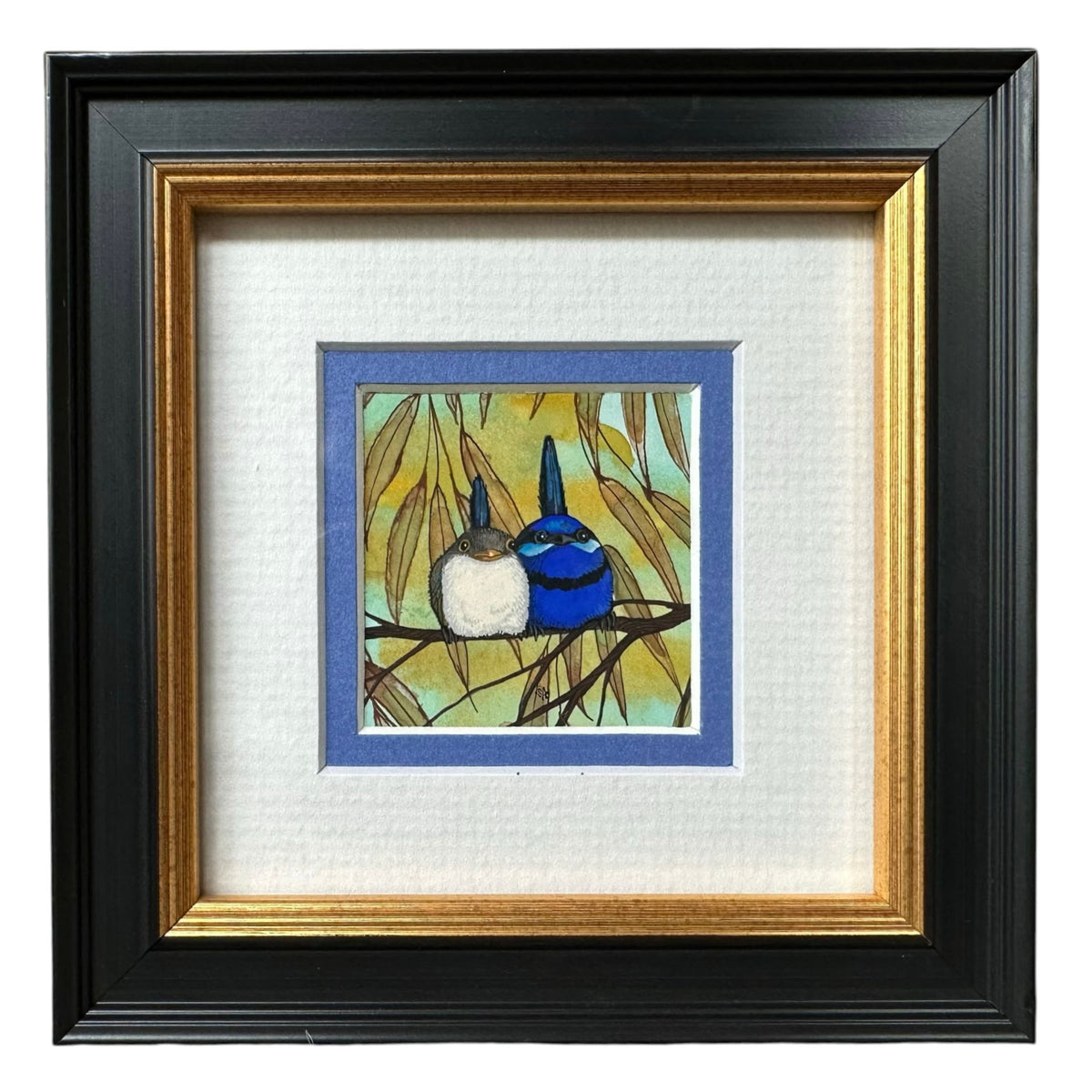 2 Splendid Fairy Wren - Facing, Spring 2026