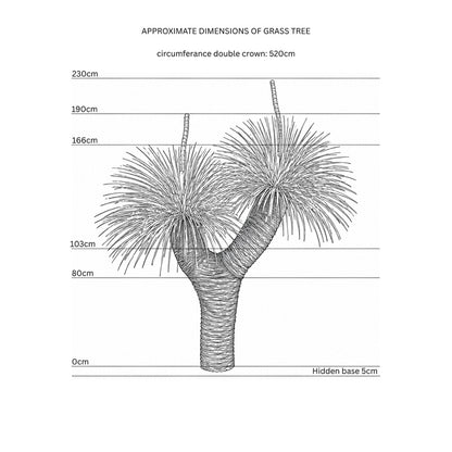Grass Tree XVI