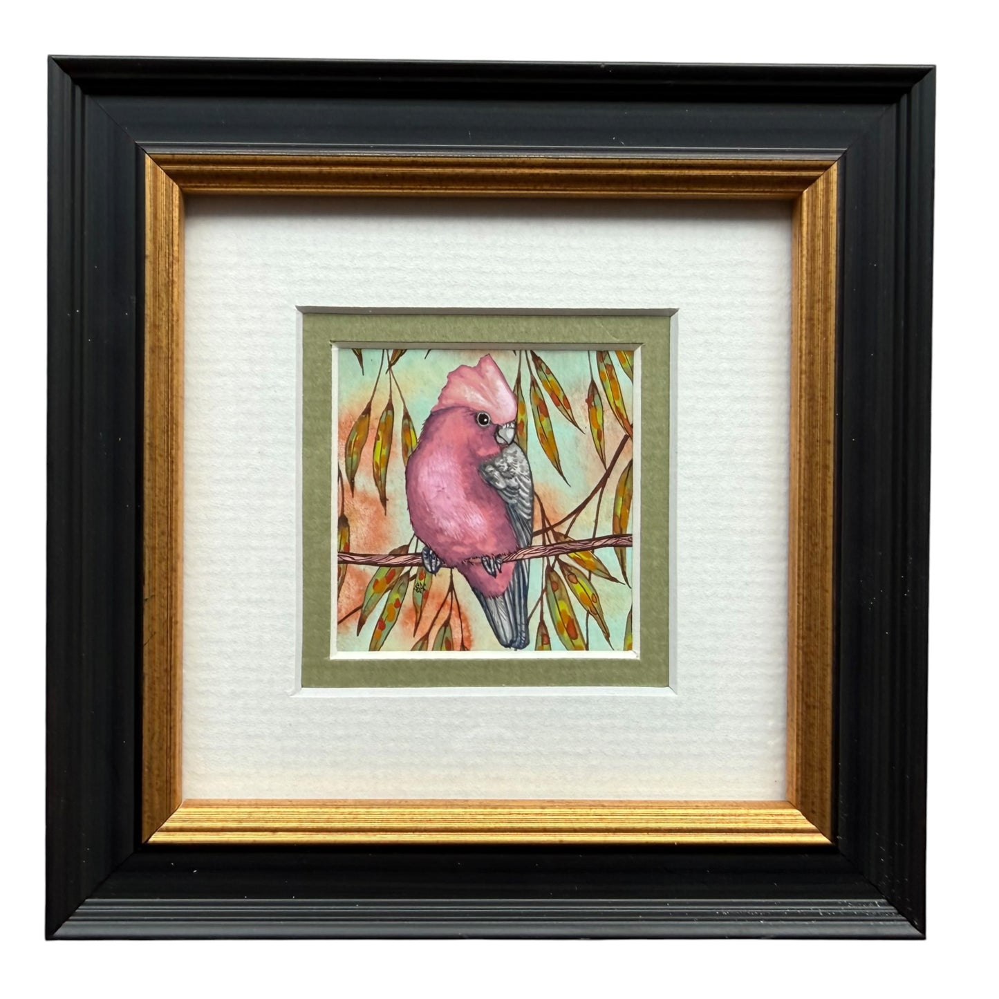 Galah - Olive, Spring 2026