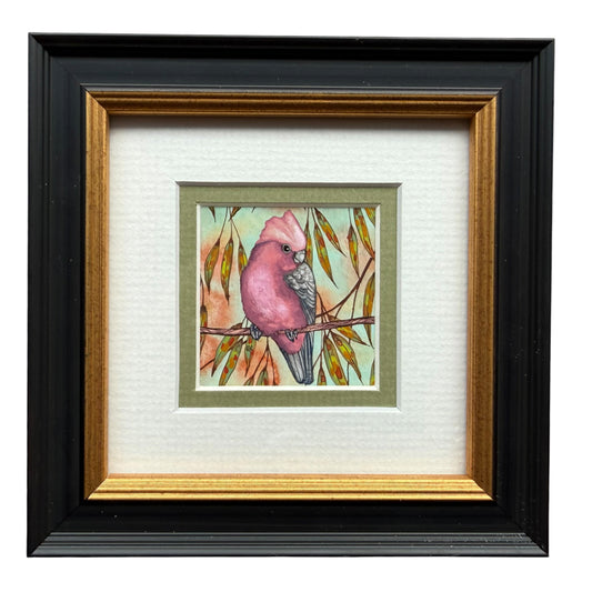 Galah - Olive, Spring 2026