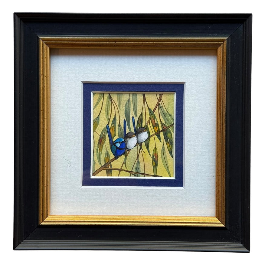 Splendid Fairy Wren Trio - Navy Winter 2026