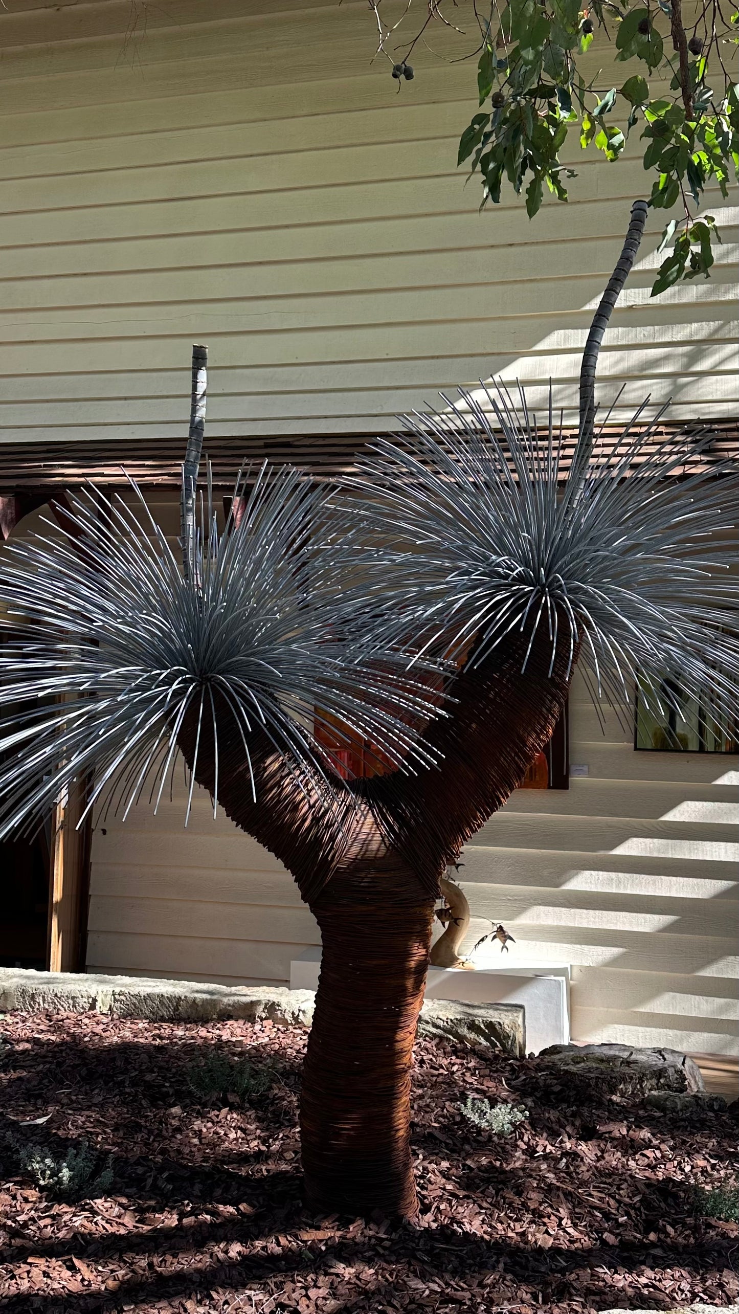 Grass Tree XV