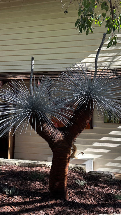Grass Tree XV