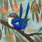 Two Splendid Fairy Wrens, Cobalt Blue