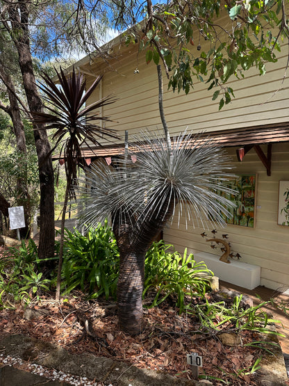 Grass Tree XIV