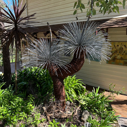 Grass Tree V