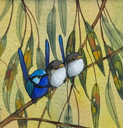 Splendid Fairy Wren Trio - Navy Winter 2026