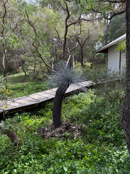 Grass Tree - Single Large