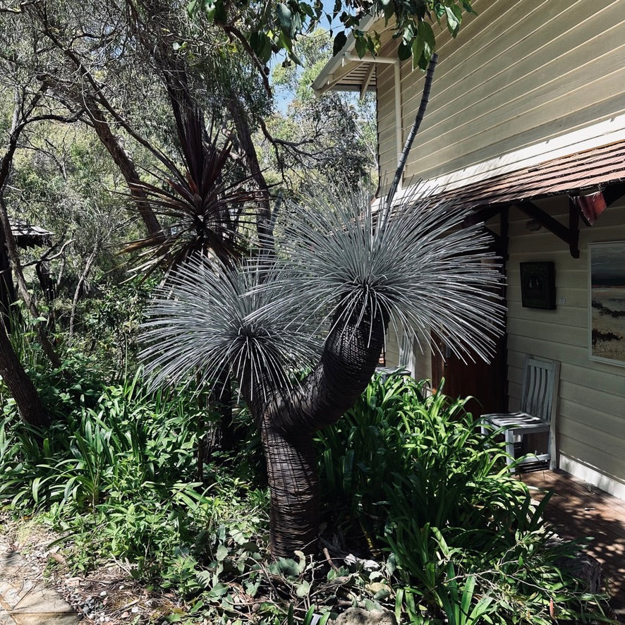 Grass Tree VI