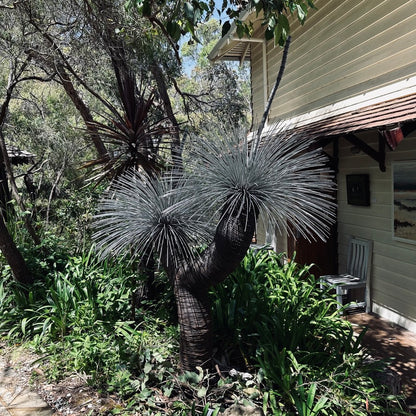 Grass Tree VI