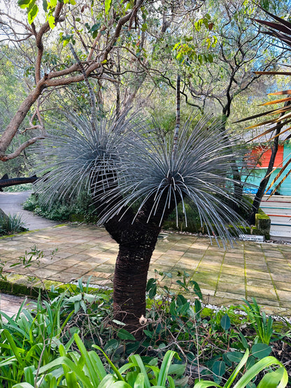 Grass Tree Sculpture