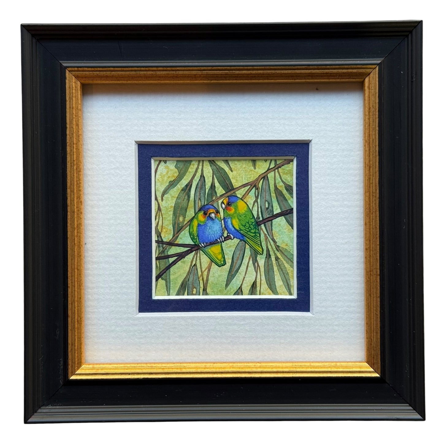 Purple Crowned Lorikeet - Navy 2026